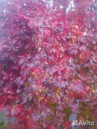 Девичий виноград