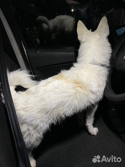 Отдадим малыша Гарика в добрые руки