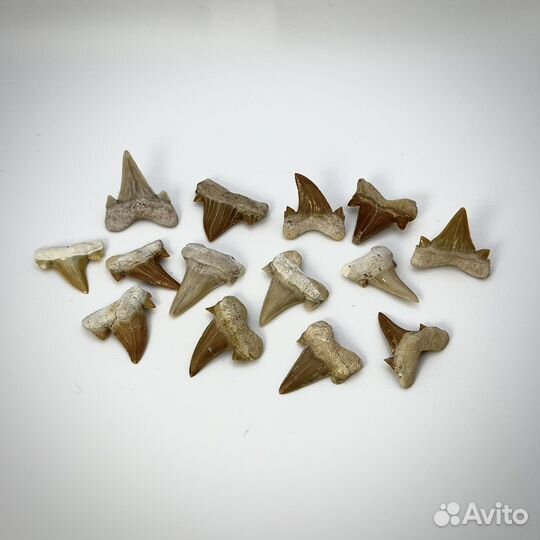 Зубы акул на выбор окаменелость ископаемое