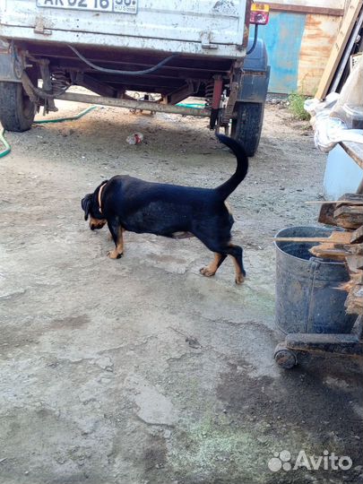 Такса в добрые руки девочка