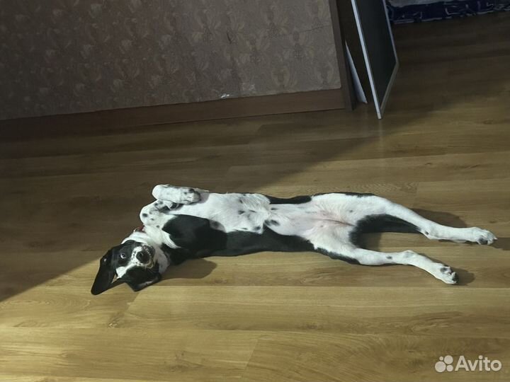 Пристрой в добрые руки