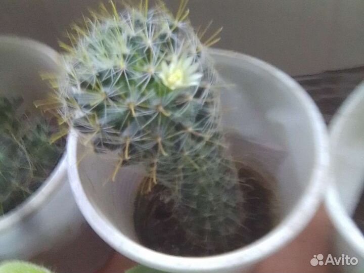 Сикуленты образец