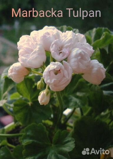 Бальзамины, герани и др. цветы