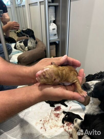 Кокер спаниель