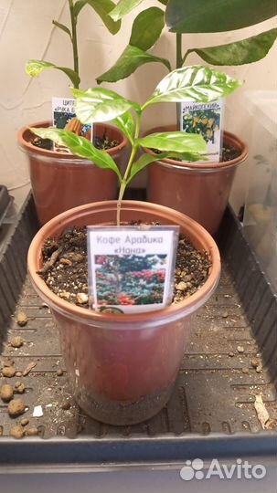 Кофе Арабика растение