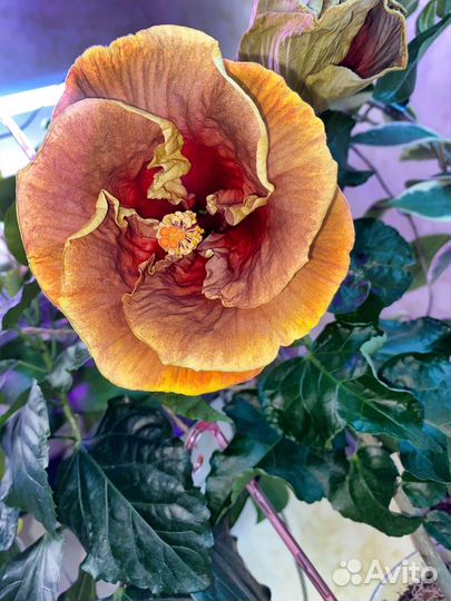 Гибискус сортовой