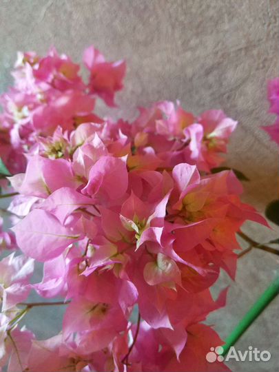 Махровая бугенвиллия Double Pink