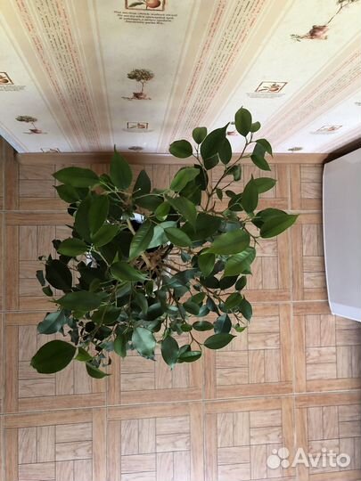 Фикус бенджамина