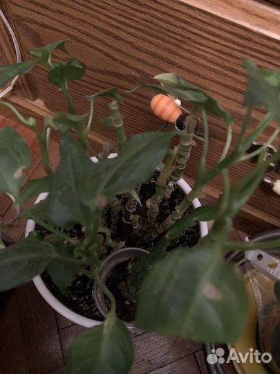 Диффенбахия миниатюрная