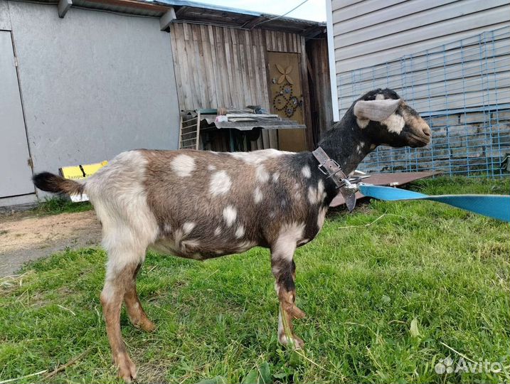 Англо нубийские козы