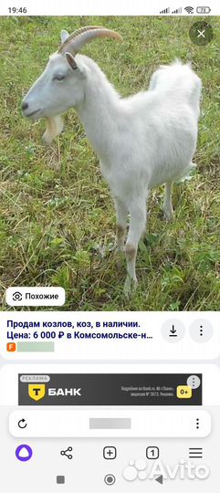 Коза дойная молочная