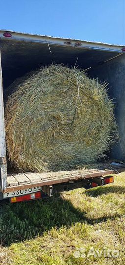 Сено свежескошенное 2023г в рулонах