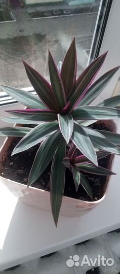 Традесканция рео (ситара)