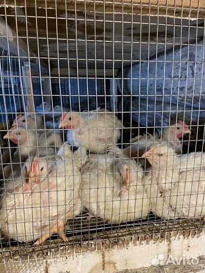 Цыплята бройлеры