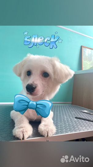 Стрижка собак и кошек