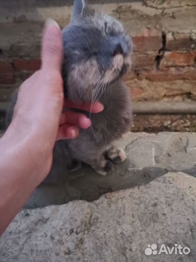 Британская