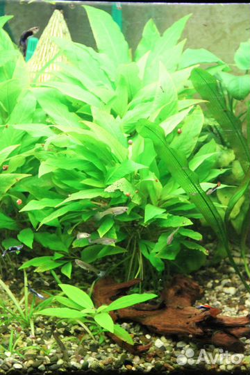 Аквариумные растения