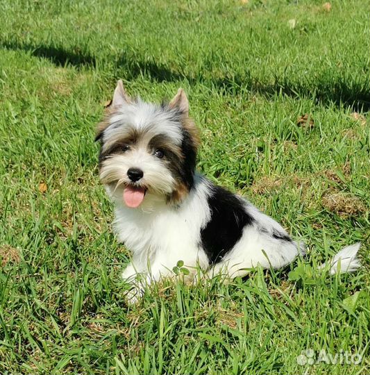 Бивер мальчик