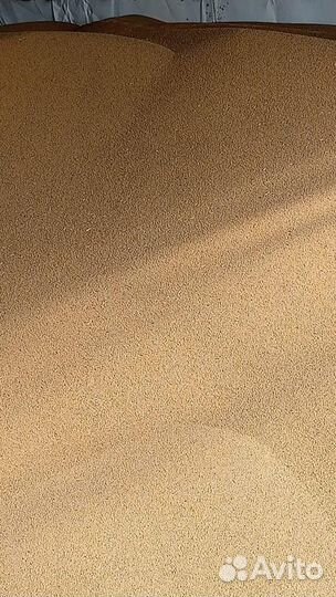 Семена горчицы