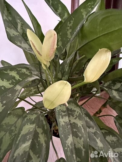 Комнатные цветы