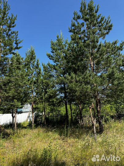 Сосна живая дерево