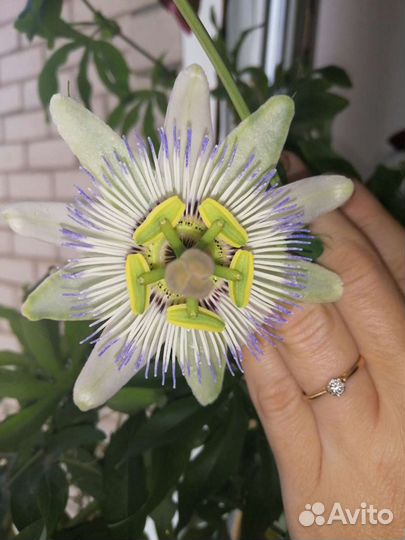 Пассифлора Карулея (Caerulea)комнатный цветок