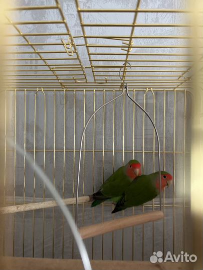 Попугай неразлучники с клеткой