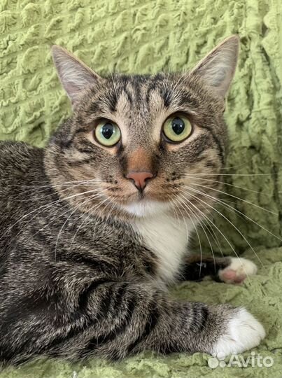 Котик Боря ищет дом