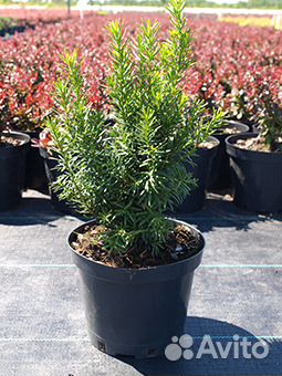 Тисс средний Dansiformis