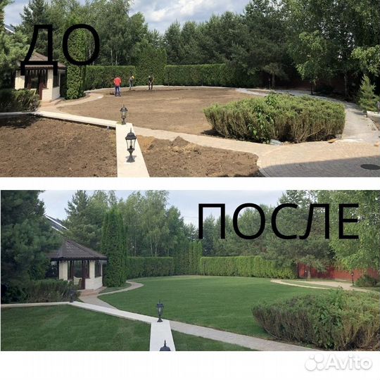 Теневыносливый рулонный газон Мытищи