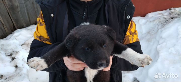 Щенки Помесь немецкой овчарки с лайкой
