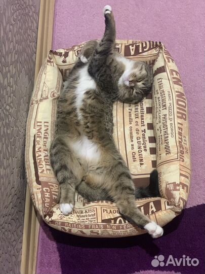 Лежанка для кошек