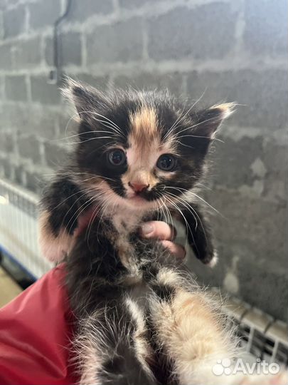 Очень милый котик