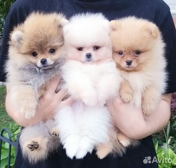 Мальчики Померанский шпиц