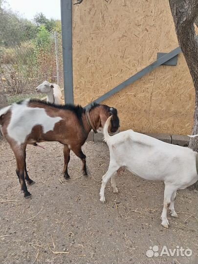 Козёл на племя