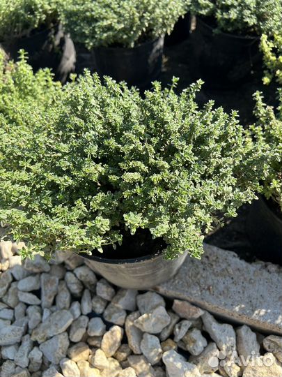 Декоративные растения для сада