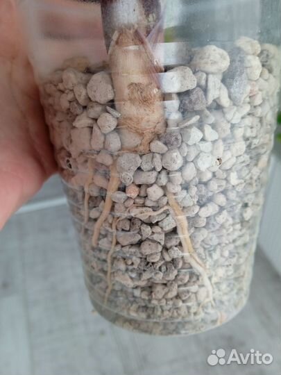 Сансевиерия Масониана Var