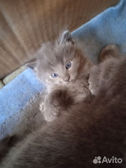 Котенок 1 месяц