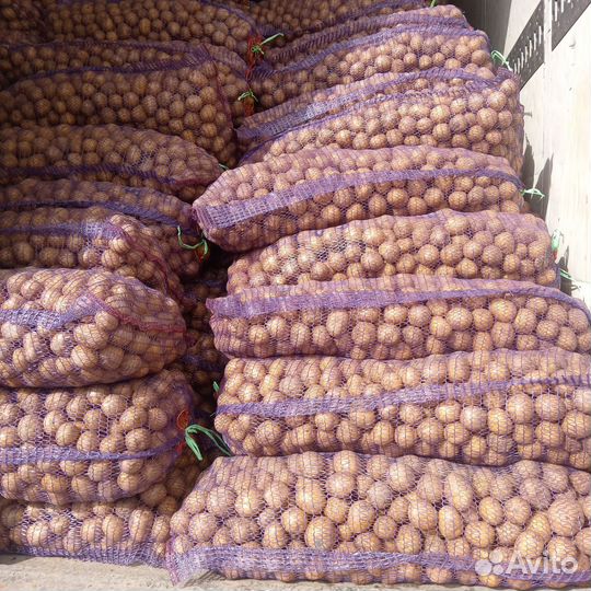 Продам картофель оптом