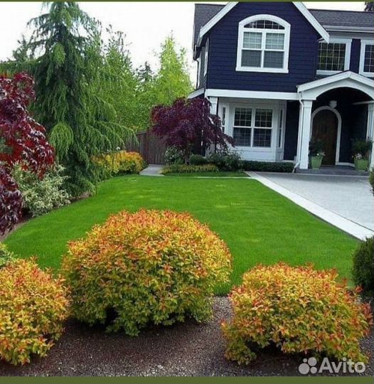 Спирея японская