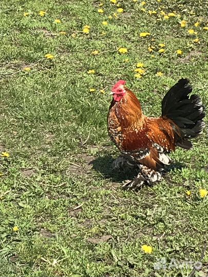 Продам кур породы Мильфлер