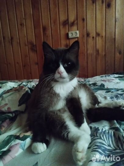 Вязка кот сноу шу