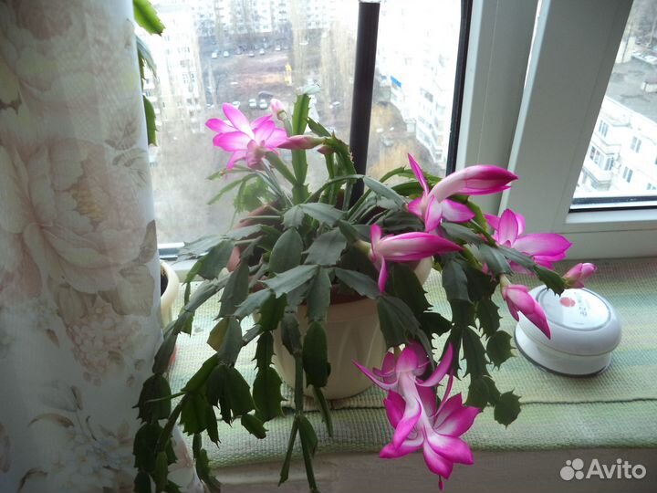 Домашние цветы цветущие