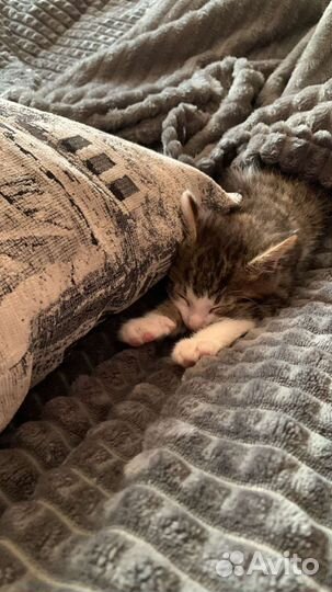 Котята в добрые руки бесплатно