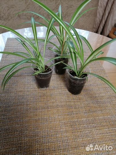 Хлорофитум кудрявый Бони, Хохлатый