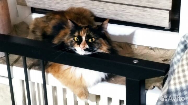 Кошка в дар бесплатно