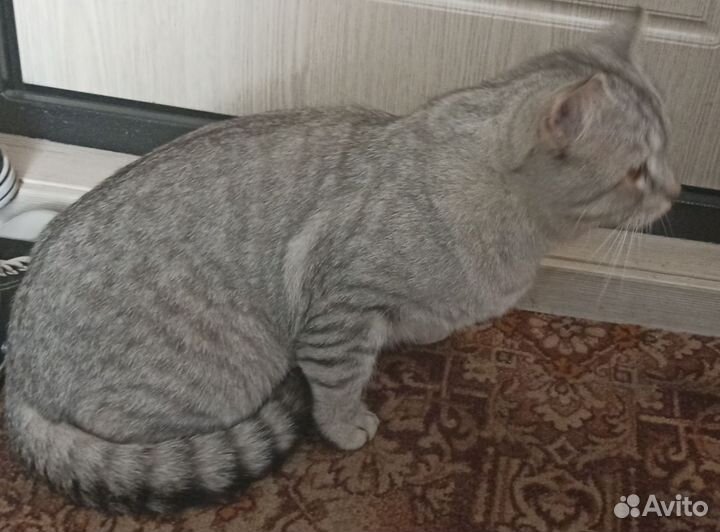 Найден Кот