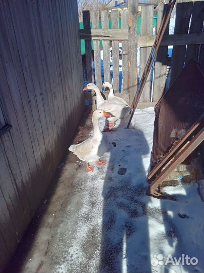 Семья гусей