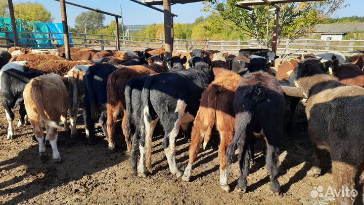 Быки сементалы