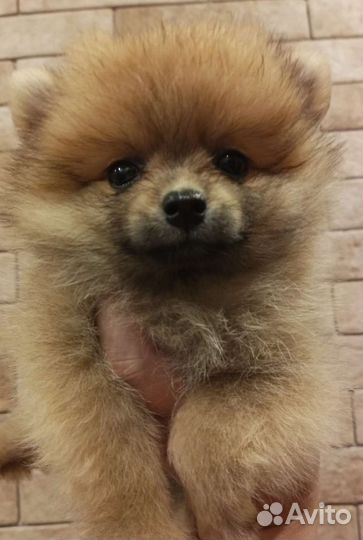 Куколка, щенки шпица